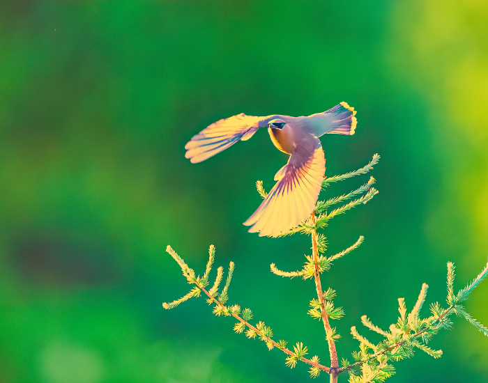 cedar-waxwing-flying.webp cedar waxwing flying in the wild