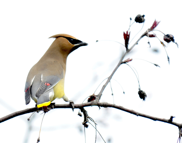 cedar-waxwing-perched-tree-2.webp cedar waxwing on a tree branch in its habitat