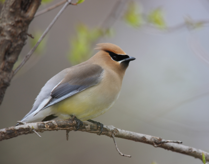 cedar-waxwing-perched-tree-3.webp cedar waxwing perched on a tree branch