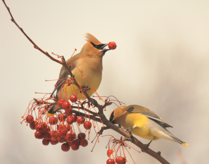 cedar-waxwing-perched-tree.webp cedar waxwings on a tree eating a berry