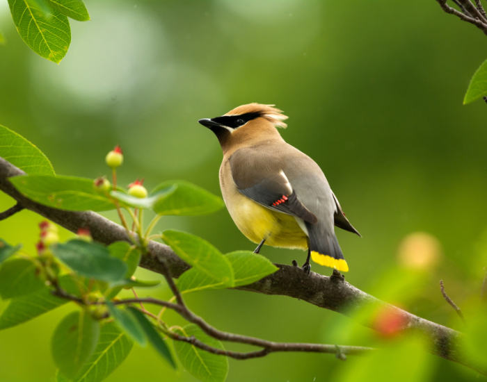 cedar waxwings in its natural habitat
