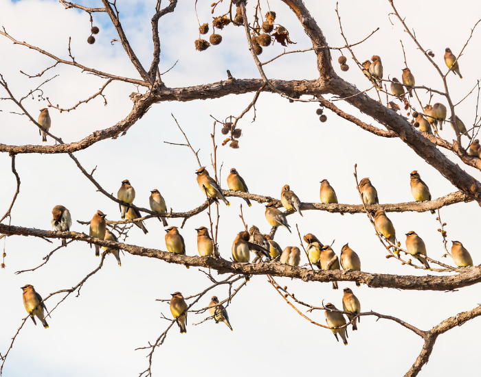 cedar-waxwings-flock-resting-on-tree.webp cedar waxwing flock on a tree