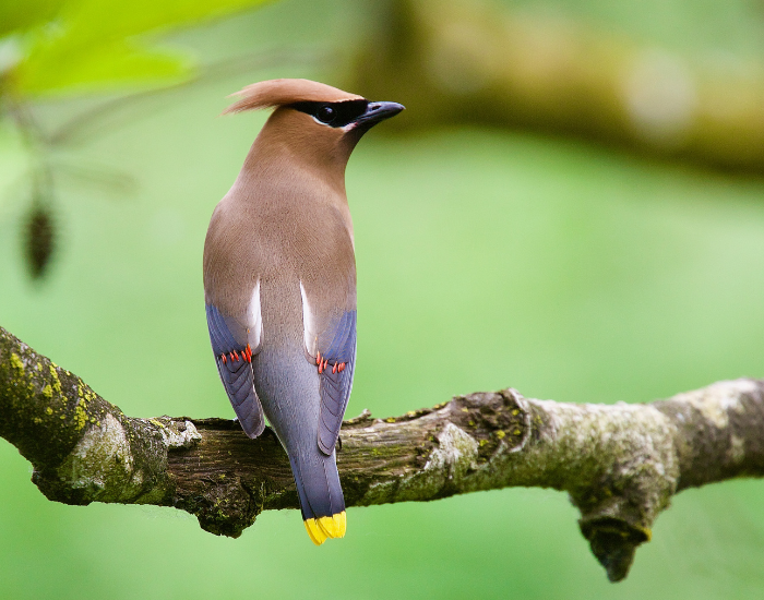 cedar-waxwings.webp cedar waxwing on a tree branch