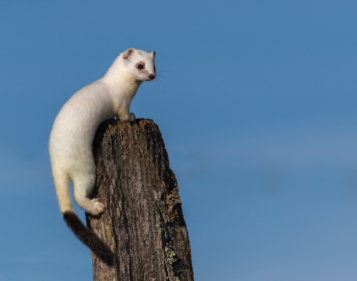 stoat in winter fur on top of a tree