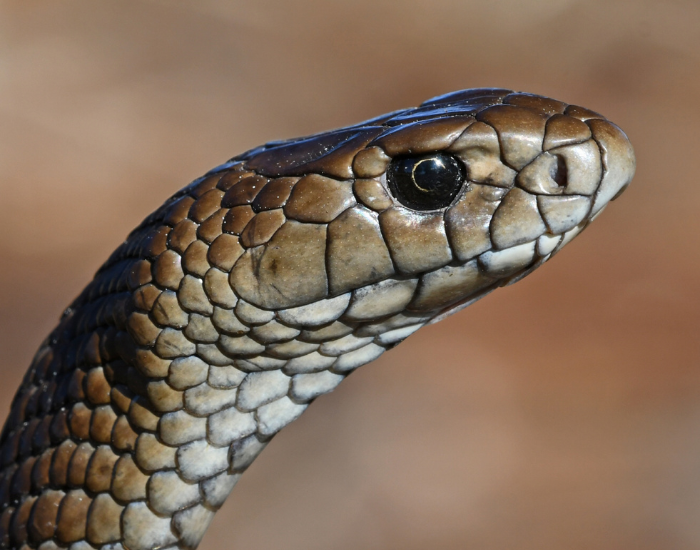 clos-eup-eastern-brown-snake.webp close up of an eastern brown snake