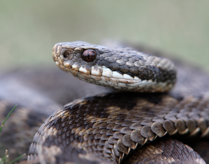 close up of the head of an adder