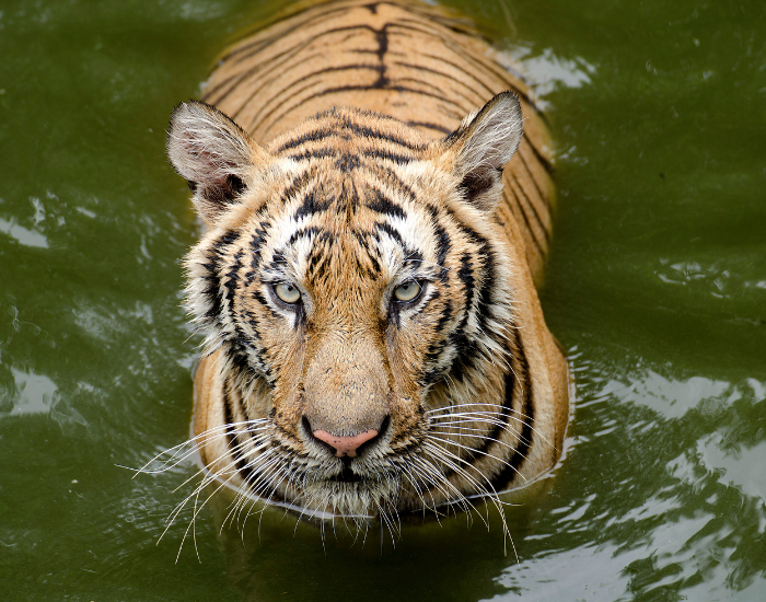 close-up-bengal-tiger-swimming.webp close up of a bengal tiger swimming in a river