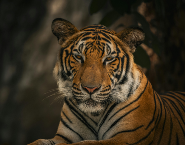 close-up-of-a-bengal-tiger.webp close up of a bengal tiger