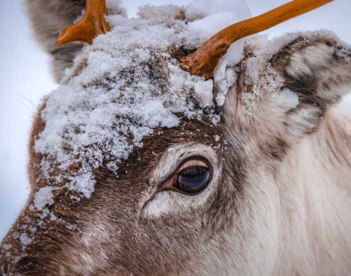 close-up-of-reindeer-eyes.webp close up of a reindeer eye