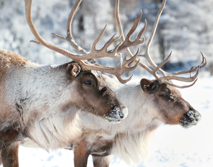 close-up-of-two-reindeers.webp two reindeers in the wild