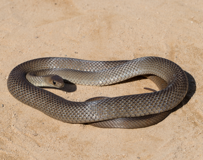 coiled-eastern-brown-snake-Pseudonaja-textilis-on-the-ground.webp eastern brown snake coiled on the ground