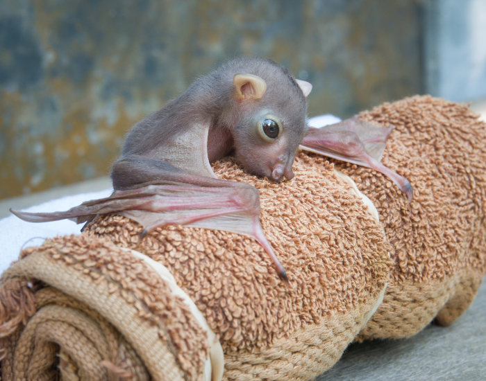 common-tube-nosed-fruit-bat-Nyctimene-albiventer.webp baby eastern tube nose bat next to a towel