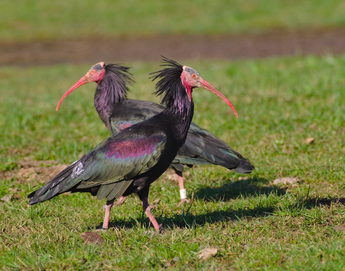 couple of hermit ibises in the wild