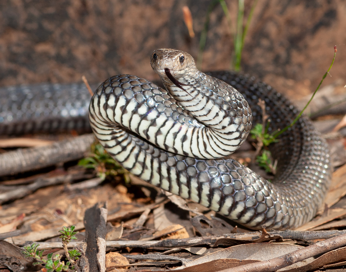 eastern-brown-snake-Pseudonaja-textilis-moving.webp eastern brown snake on the ground
