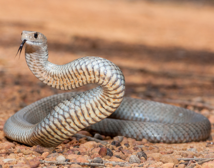 eastern-brown-snake-Pseudonaja-textilis-on-the-ground-2.webp eastern brown snake on the ground