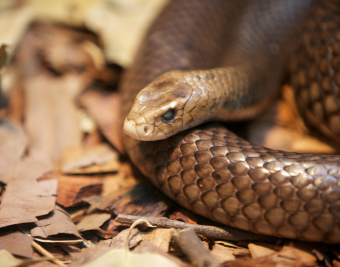 eastern-brown-snake-Pseudonaja-textilis-on-the-ground-4.webp close up of an eastern brown snake