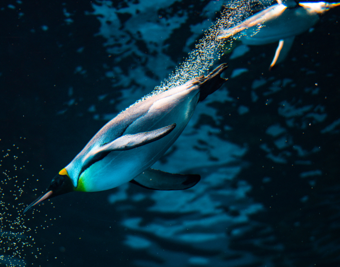 emperor-penguin-diving.webp emperor penguin diving in aquarium