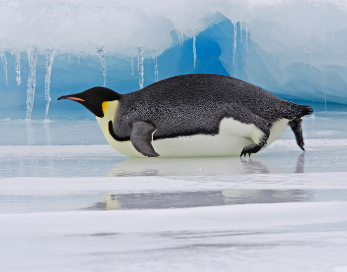 emperor-penguin-gliding.webp emperor penguin sliding on ice