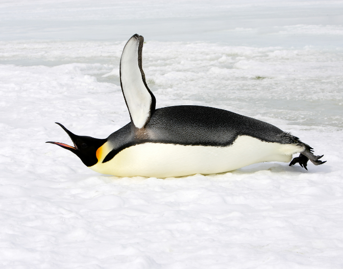 emperor-penguin-laying-on-ice-sheet.webp emperor penguin laying on ice