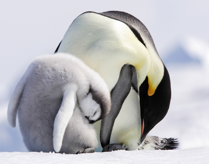 emperor-penguin-sleeping.webp adult and chick emperor penguin sleeping in antartica