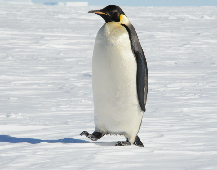 emperor penguin walking on ice