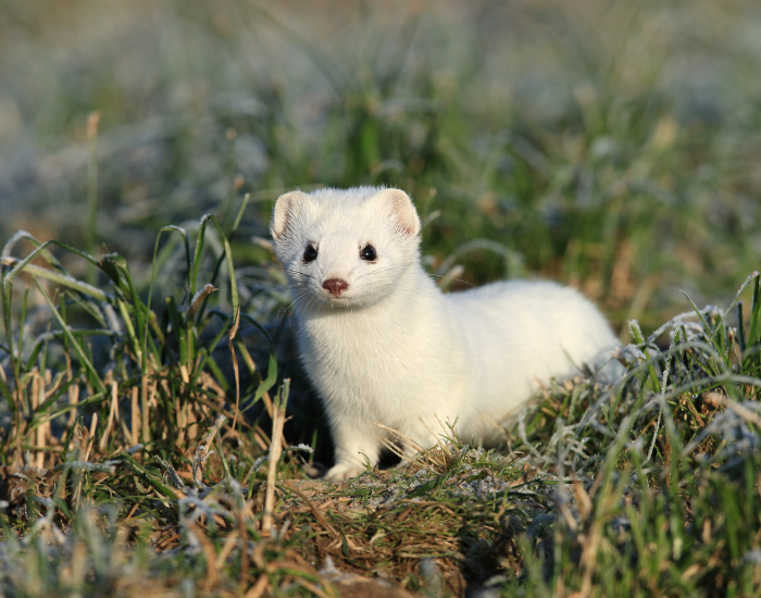 ermine-weasel-on-grass.webp white stoat on grass