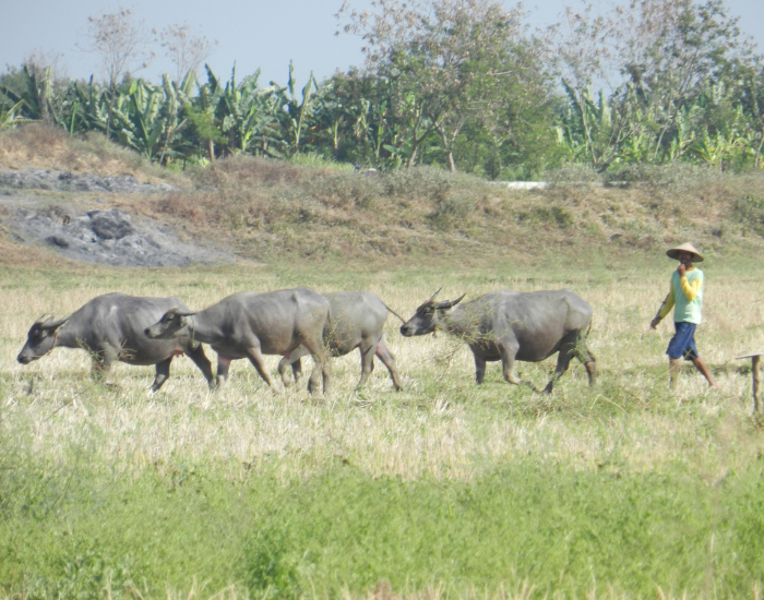 farmer-with-four-asian-water-buffalo.webp a farmer walking with a small herd of water buffalos