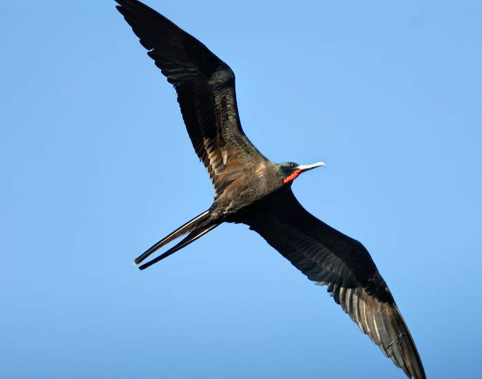 female-great-frigate-bird-flying.webp female frigate bird flying
