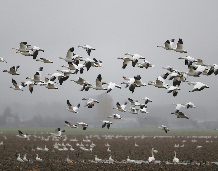 flock-of-snow-geese.webp large flock of snow goose