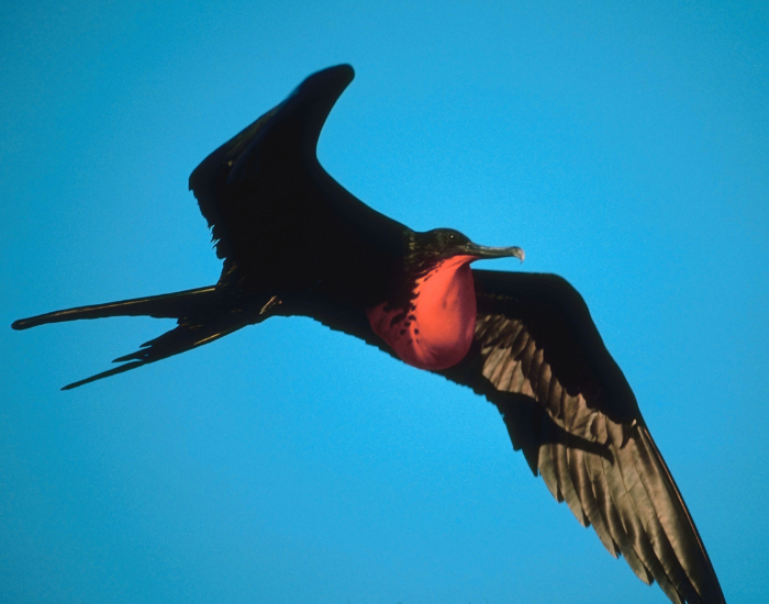 flying-frigatebird.webp grat frigatebird flying