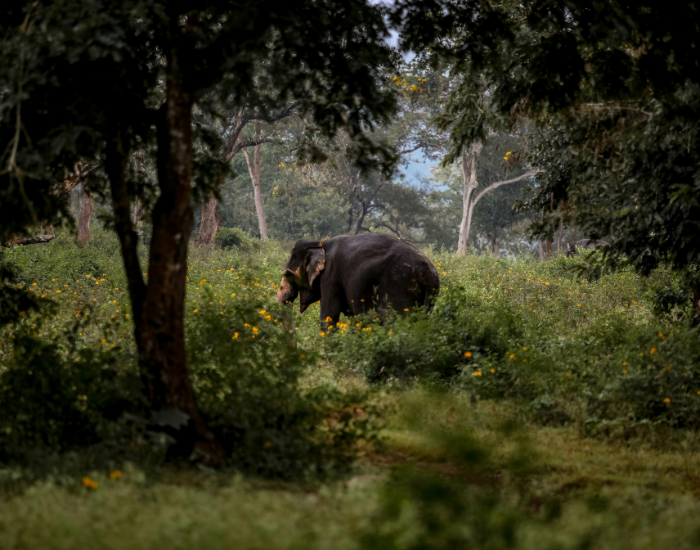 forest-elephant.webp african forest elephant in a dense rainforest