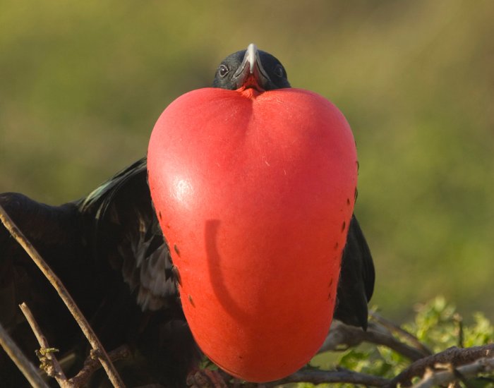 frigatebird-pouch-red.webp male great frigatebird with inflated pouch