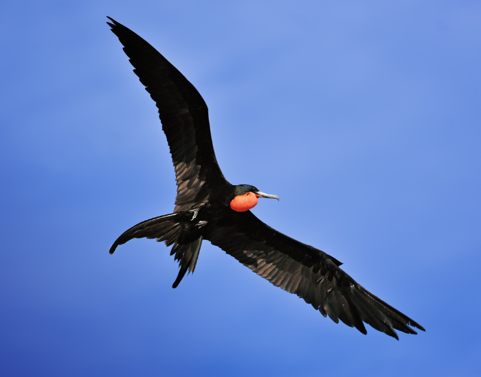frigatebird-flying.webp magnificent frigatebird flying