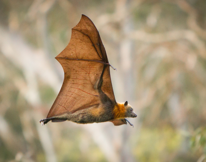 fruit-bat-flying.webp flying fruit bat