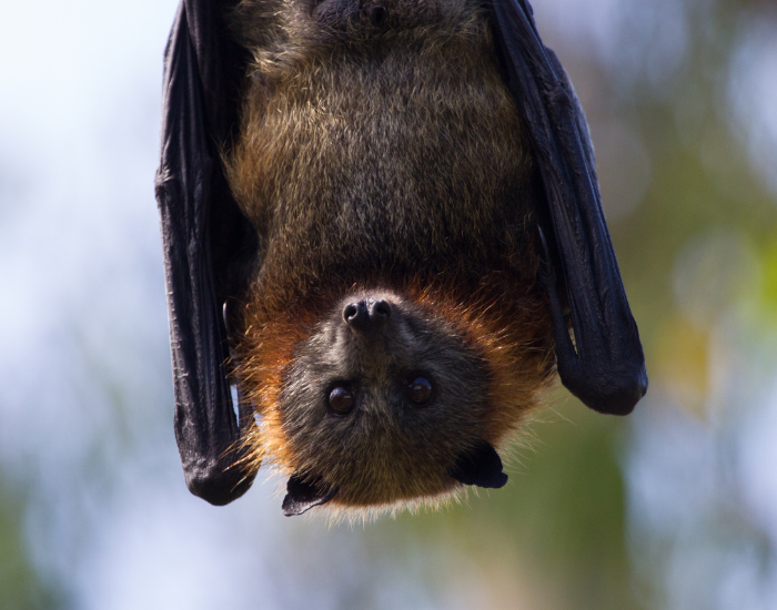 fruit-bat-looking-at-camera.webp A fruit bat hanging from a tree