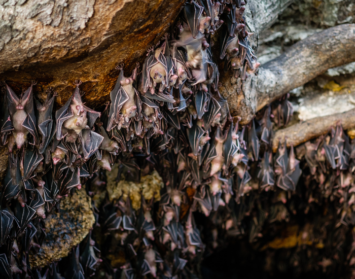 fruit-bats-colony.webp massive colony of fruit. bat inside a cave