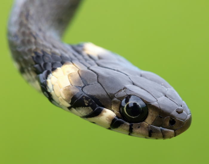 grass-snake-close-up.webp close up of a grass snake