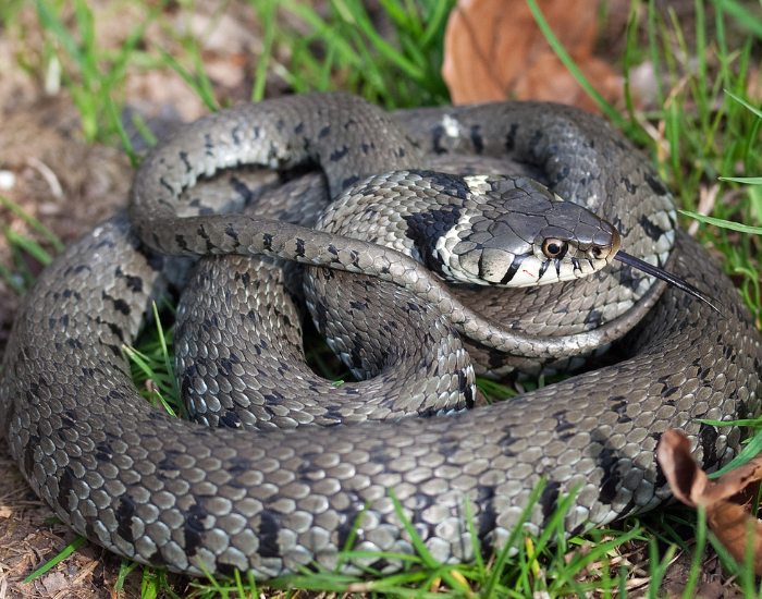 grass-snake-curled.webp grass snake curled on the ground