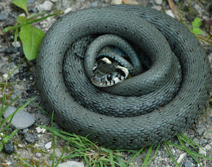 grass-snake-ground-curled.webp grass snake curled on the ground