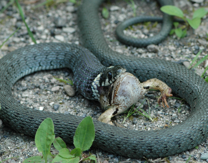 grass-snake-ground-4.webp grass snake eating a frog