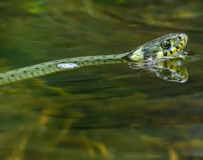 grass-snake-swimming.webp grass snake swimming