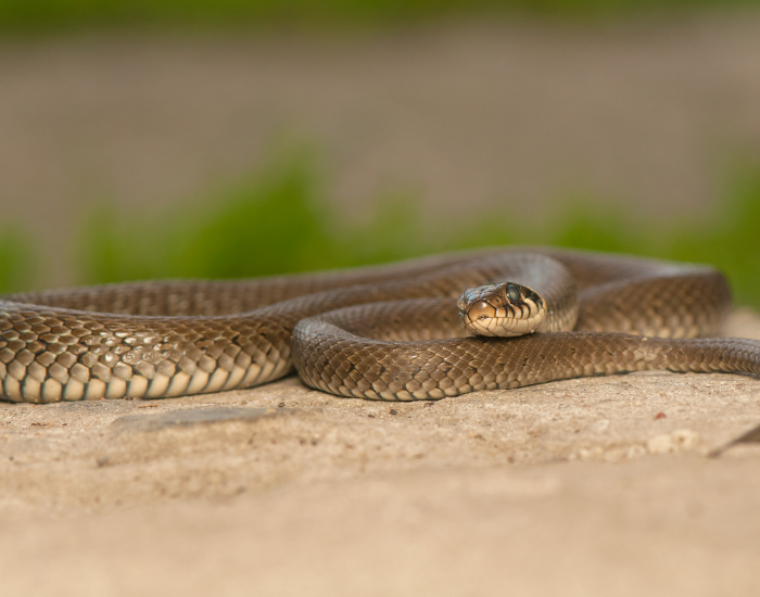 grass-snake-ground.webp grass snake on the ground