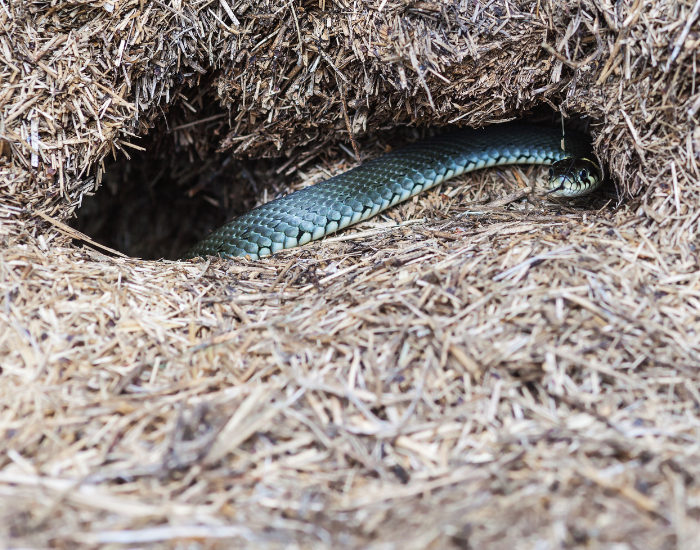 grass-snake-hibernating.webp grass snake in a cave/nest