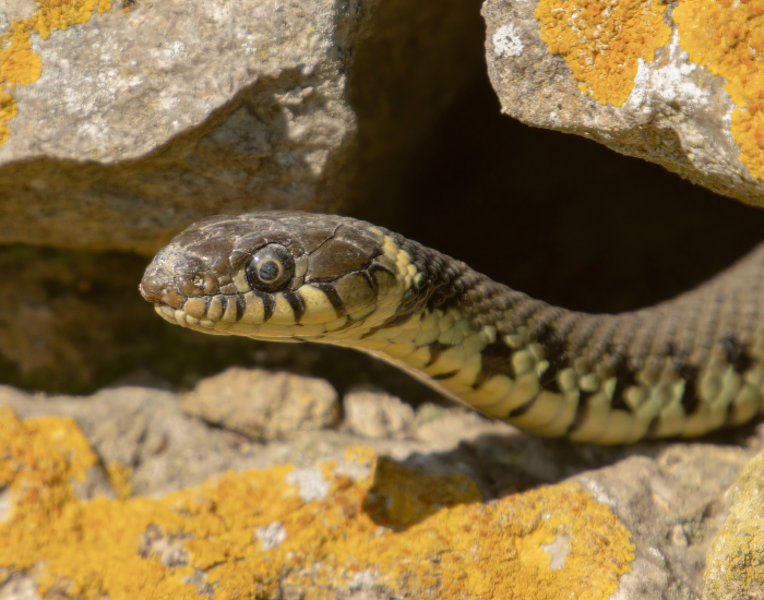 grass-snake-in-cave.webp close up of a grass snake coming out of. a cave