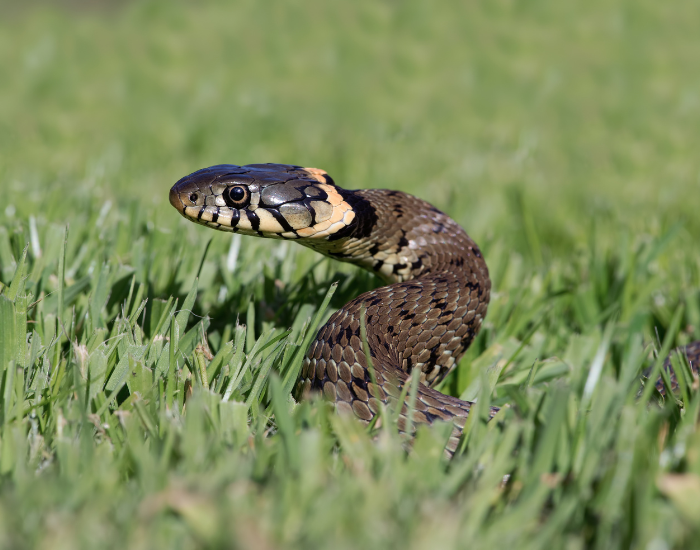 grass-snake-on-grass.webp close up of a grass snake peeking out from grass