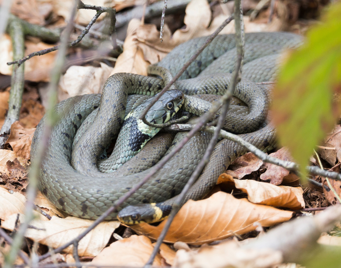 grass-snakes-mating.webp grass snakes mating