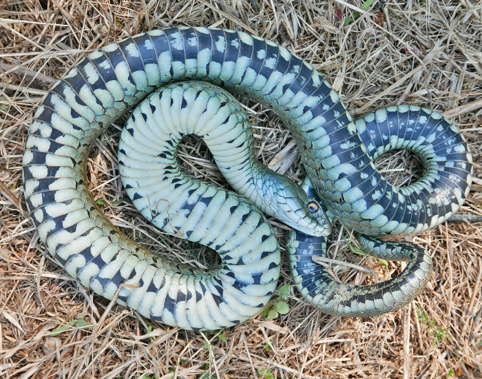 grass-snakes-playing-dead.webp grass snakes playing dead