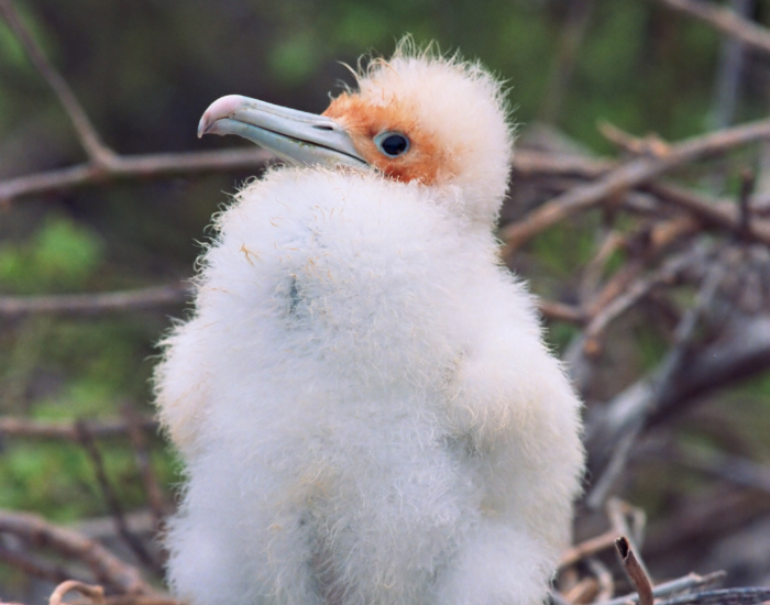 great-frigatebird-chick.webp Frigatebird chick on ts nest in the wild