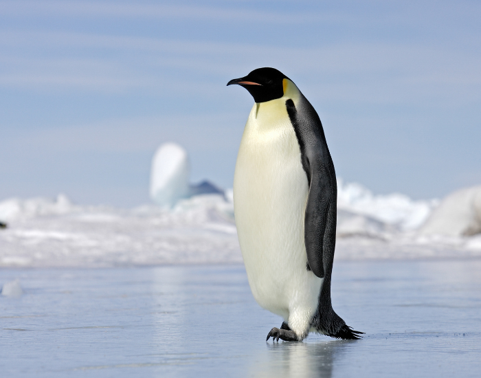 group-of-emperor-penguins-2.webp emperor penguin walking on ice in antartica