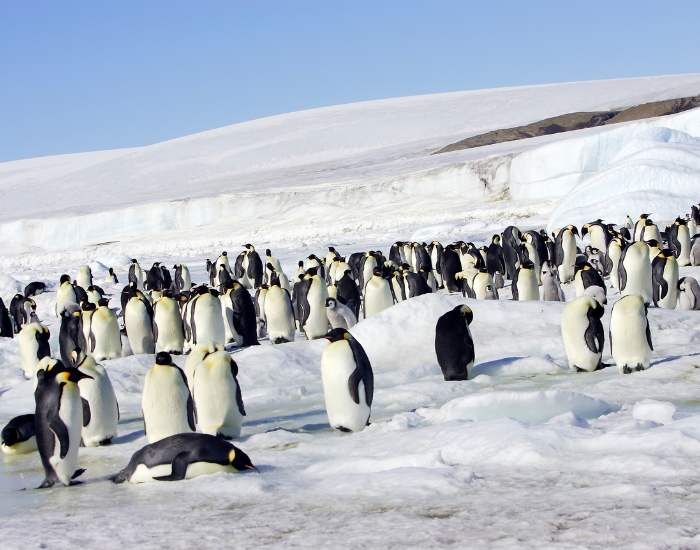 group-of-emperor-penguins-3.webp colony of emperor penguins in antarctica